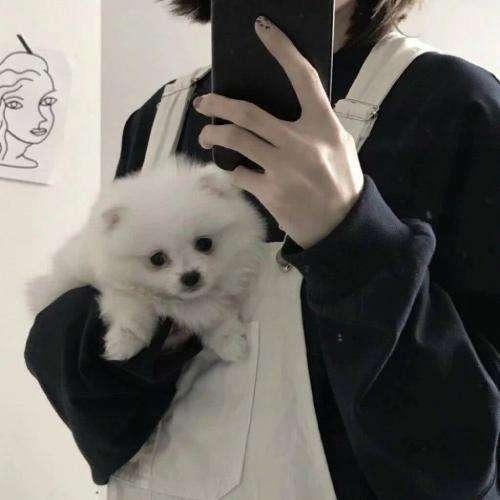 總督察長